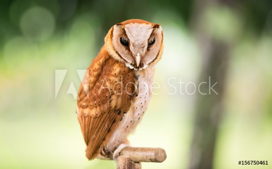 Picture of Western Screech owl